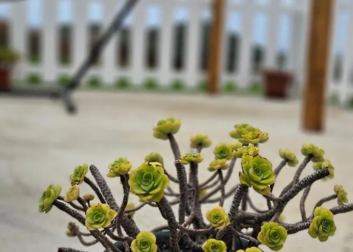 Acasika Praia da Graciosa